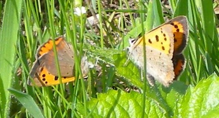 Lycaena quale